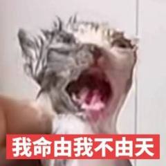 我是一个凑凑的原皮兔