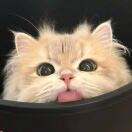 和平礼礼手作娃衣店