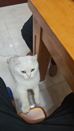 一只懒散的大老虎🐯