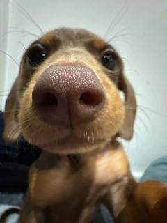 小宏爱吃小甜豆