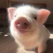 克里斯快关下铁门