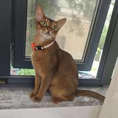 小白