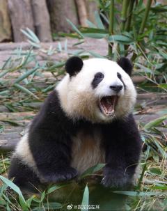 熊猫花花