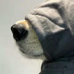 小老虎